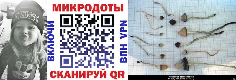 Галлюциногенные грибы Psilocybine cubensis  Горбатов 